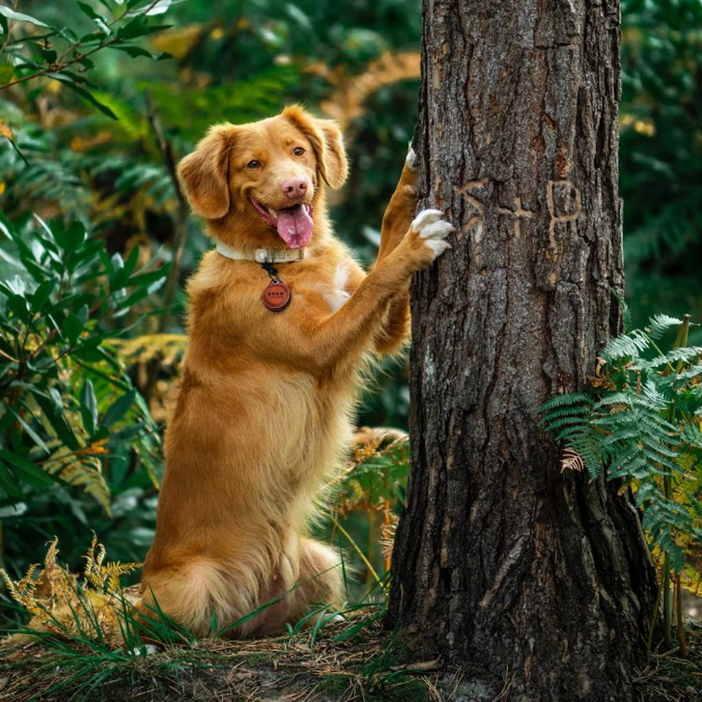 Animapet Lososový olej 5% CBD pro psy 10ml 4 Animapet Lososový olej 5% CBD pro psy 10ml - Obrázek 4